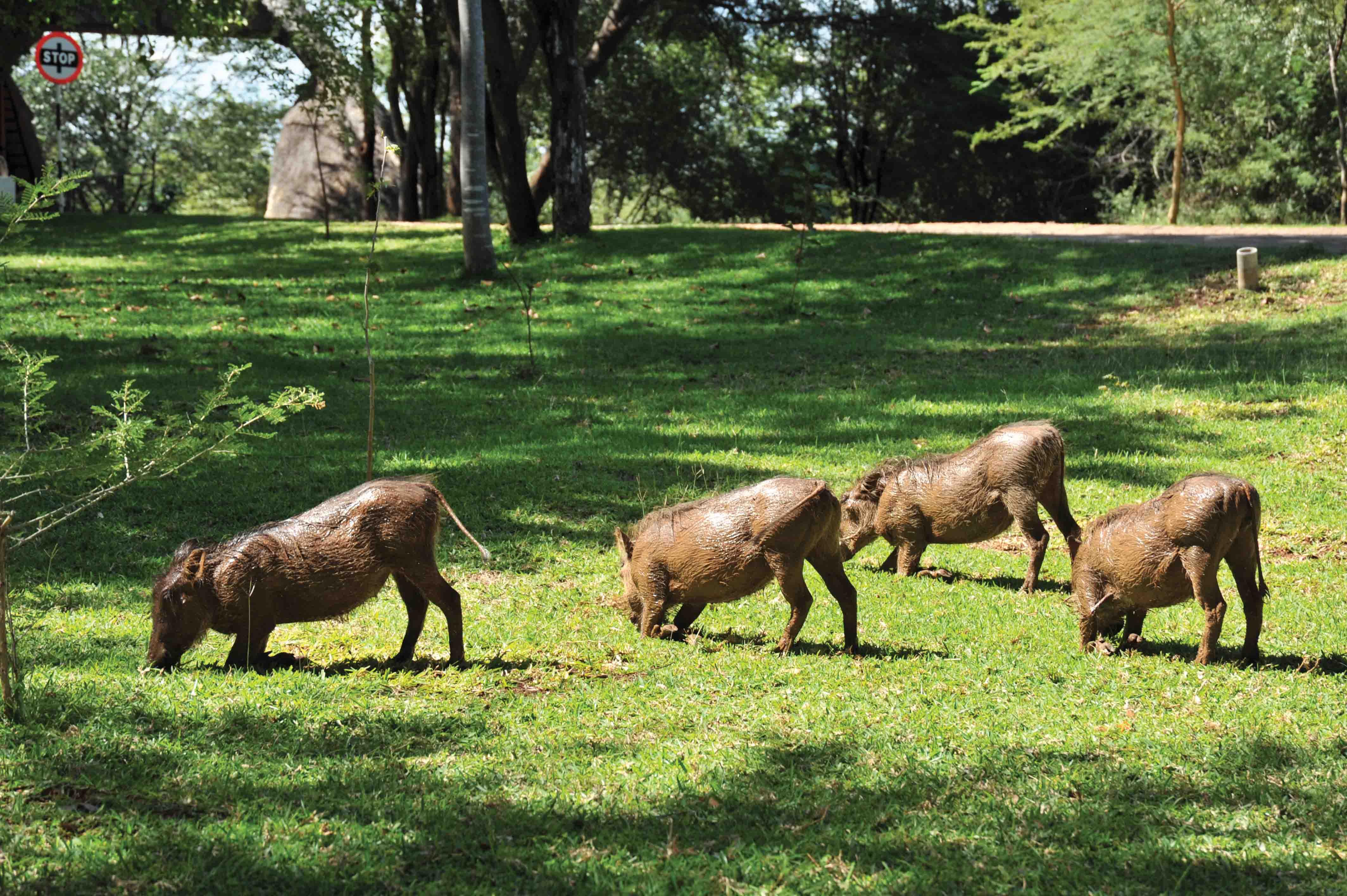 Lokuthula Lodge Victoria Falls Ngoại thất bức ảnh